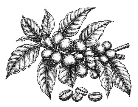 Detailed hand-drawn illustration of coffee plant branch with beans - Powered by Adobe