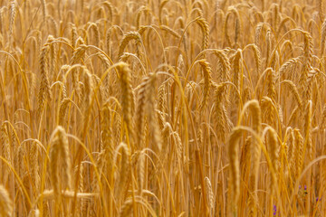 wheat field close-up, wheat ears, harvest, ukraine