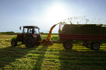 Tractor with mounted machine forage harvester as cutting green crop for silage