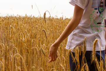 child walking through wheat field close up, ukraine