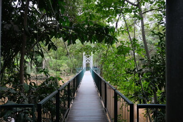 Scenic Suspension Bridge in Lowveld National Botanical Garden
