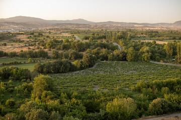 Vast Vineyard Landscape in Golden Hour With Rolling Hills and Lush Greenery Surrounding the Valley