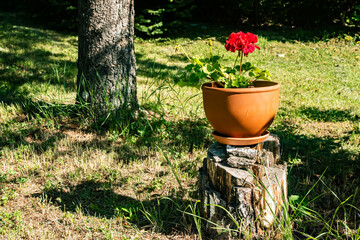Red Pelargonium in a terracotta pot on a wooden stump in a rural yard