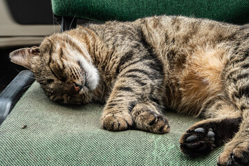 Adorable tabby cat peacefully napping on an outdoor chair by a city street