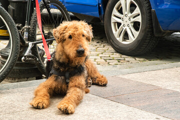 Handsome young male Airedale Terrier patiently waiting by an his owner's bicycle on a city sidewalk