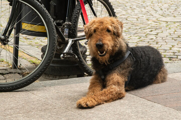 Handsome young male Airedale Terrier patiently waiting by an his owner's bicycle on a city sidewalk