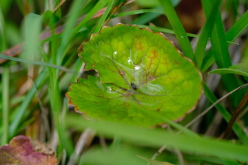 Centella asiatica Close-Up in Kwelera National Botanical Garden