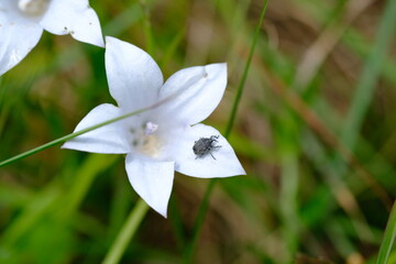 Obraz premium Curculionidae Beetle on Wildflower in Kwelera Botanical Garden
