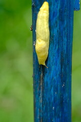 Close-up of Yellow Slug Limacus flavus at Kwelera Botanical Garden