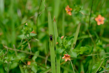 Close-up of Tettigoniidae on Yellow Flower in Kwelera Botanical Garden