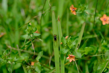 Close-Up of Anagallis Arvensis Flower in Kwelera Botanical Garden