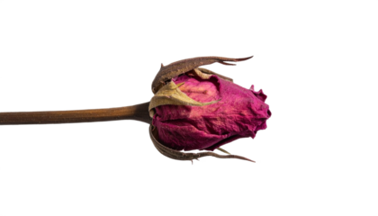 Delicate dried pink rosebud with weathered stem evokes beauty, fragility, and the passage of time