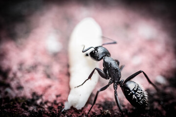 Macro photos of ants carrying food for the winter, the wonders of nature in Italy