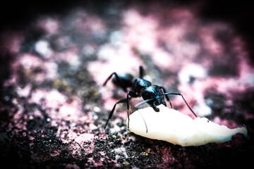 Macro photos of ants carrying food for the winter, the wonders of nature in Italy