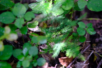 Oxalis spp. in Kwelera National Botanical Garden
