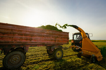 Tractor with mounted machine forage harvester as cutting green crop for silage