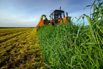 Tractor with mounted machine forage harvester as cutting green crop for silage