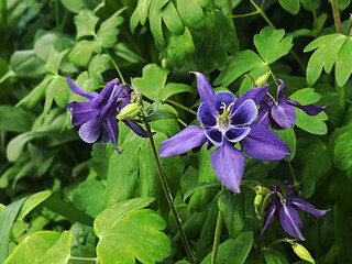 Aquilegia flower with a deep purple hue among greenery