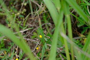 Elegant Grasshopper Zonocerus elegans in Kwelera Botanical Garden