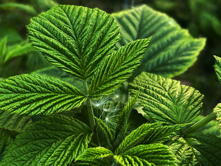 Close-up of green raspberry leaves with bright texture