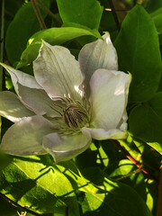 Close-up of a white clematis flower on a background of green leaves