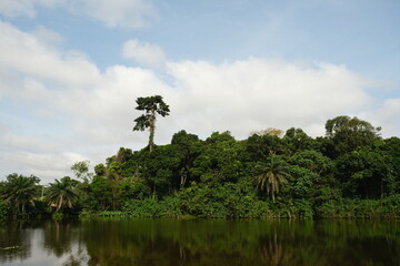 Majestic Ceiba Tree by Lake Bosomtwe, Ghana's Natural Wonder