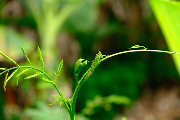 Macro View of Galium Aparine in Lake Bosomtwe, Ghana