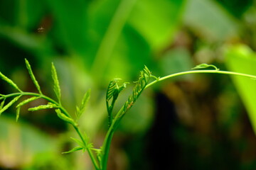 Macro Close-up of Cyperus Grasses at Lake Bosomtwe, Ghana