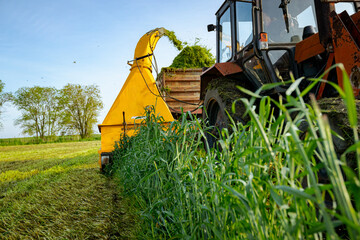 Tractor with mounted machine forage harvester as cutting green crop for silage