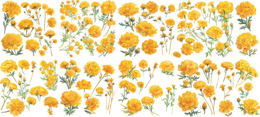 marigold watercolor clipart