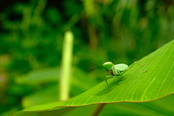 Close-Up of Zonocerus variegatus Grasshopper in Lake Bosomtwe, Ghana