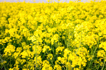Rapeseed field, blooming canola flowers, bright yellow flowering