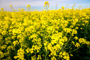 Obraz premium Rapeseed field, blooming canola flowers, bright yellow flowering
