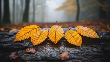 Vibrant Yellow Leaves on Wet Stone in Forest during Misty Autumn