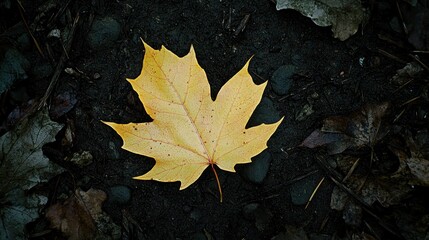 Vibrant Yellow Maple Leaf on Dark Ground Surrounded by Nature Elements
