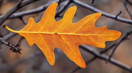Vibrant Yellow Oak Leaf Against a Blurry Natural Background
