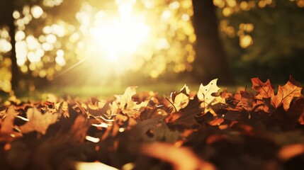 Warm Autumn Sunlight Illuminating Fallen Leaves on the Ground
