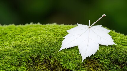 White Maple Leaf on Lush Green Moss in Tranquil Nature Setting