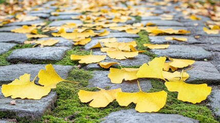 Yellow Ginkgo Leaves on Cobblestone Path in Autumn Setting