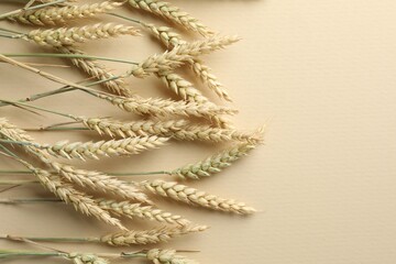Many wheat spikes on beige background, flat lay. Space for text