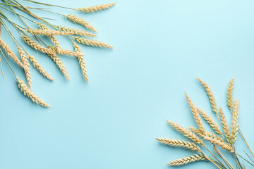 Many wheat spikes on light turquoise background, flat lay. Space for text