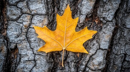 Yellow Maple Leaf on Textured Tree Bark Background in Autumn