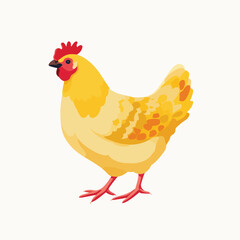 Fototapeta premium chicken isolated in White Background, chicken vector, Flat lay vector illustration