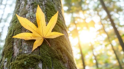 Yellow Maple Leaf on Tree Bark in Soft Autumn Forest Light