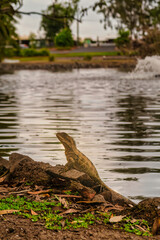 Lizard by the Lake