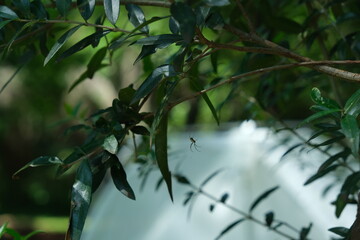 Nephila senegalensis Spider on Leaf in Thoyondou Botanical Garden