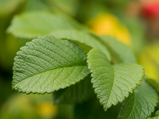 wild rose leaves with intense color and texture, with deep visible veins and serrated edges, spectacular blurred background, selective focus at close range, natural environment, dynamic element
