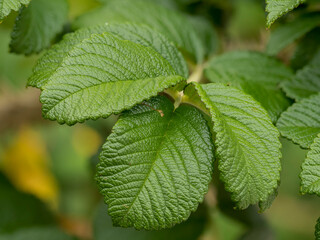 wild rose leaves with intense color and texture, with deep visible veins and serrated edges, spectacular blurred background, selective focus at close range, natural environment, dynamic element