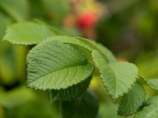 wild rose leaves with intense color and texture, with deep visible veins and serrated edges, spectacular blurred background, selective focus at close range, natural environment, dynamic element