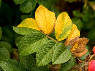 wild rose leaves with intense color and texture, with deep visible veins and serrated edges, spectacular blurred background, selective focus at close range, natural environment, dynamic element